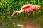 USA-Louisiana-Evangeline Parish Roseate spoonbill feeding in swamp water Art Print